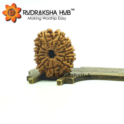 12 मुखी रुद्राक्ष (नेपाली)