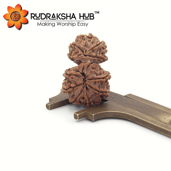 12 Mukhi Gauri Shankar Rudraksha Collector (Nepali)