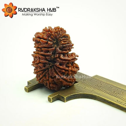 17 मुखी रुद्राक्ष (नेपाली)
