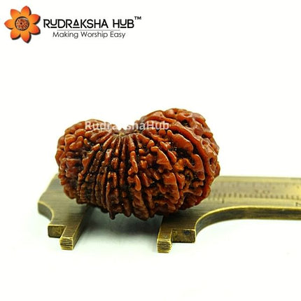 17 मुखी रुद्राक्ष (नेपाली)