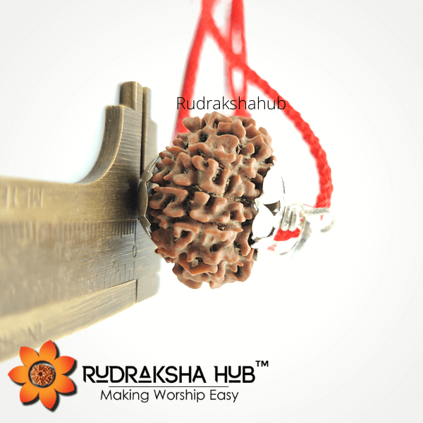 12 Mukhi Rudraksha Silver Pendant