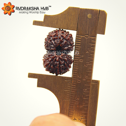 14 मुखी रुद्राक्ष (इंडोनेशियाई)