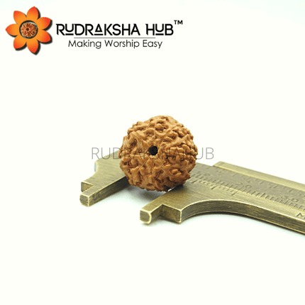 8 मुखी रुद्राक्ष (इंडोनेशियाई)