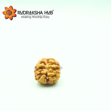 2 मुखी रुद्राक्ष (इंडोनेशियाई)