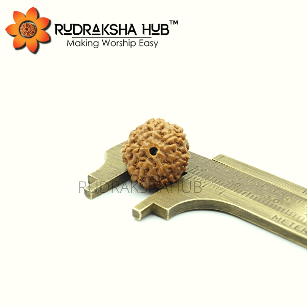 7 Mukhi Rudraksha (Indonesian)