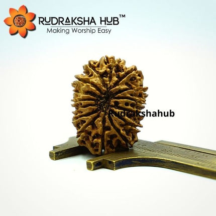 15 मुखी रुद्राक्ष (नेपाली)