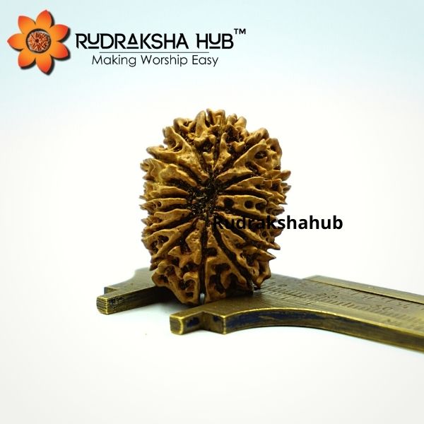 15 Mukhi Rudraksha (Nepali)
