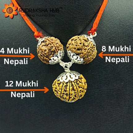 Three Rudraksha beads with labels on a dark background
