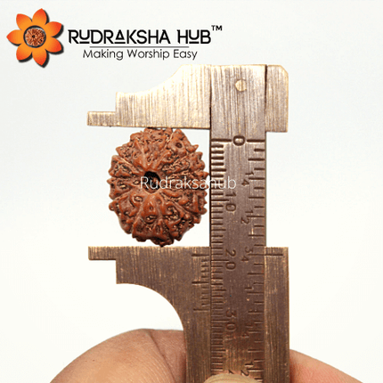 11 Mukhi Rudraksha (Indonesian)