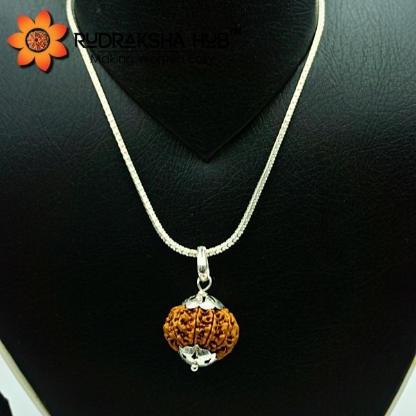 8 Mukhi Rudraksha in Pure Silver Chain