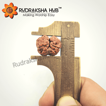 2 मुखी रुद्राक्ष (नेपाली)