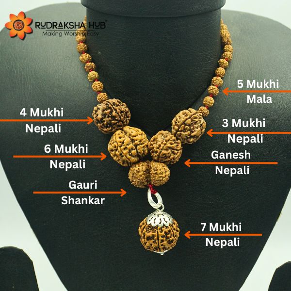 A display of various Rudraksha beads including 3 Mukhi, 4 Mukhi, 5 Mukhi, 6 Mukhi, 7 Mukhi, Ganesha, and Gauri Shankar types, arranged on a mannequin torso to showcase their relative sizes and shapes.