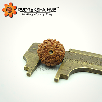 9 मुखी रुद्राक्ष (इंडोनेशियाई)