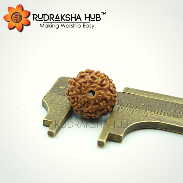 9 Mukhi Rudraksha (Indonesian)