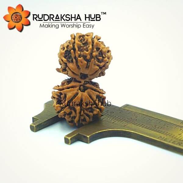 11 Mukhi Gauri Shankar Rudraksha (Nepali)