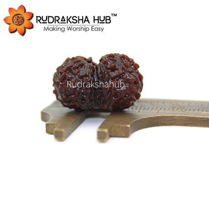 14 मुखी रुद्राक्ष (इंडोनेशियाई)