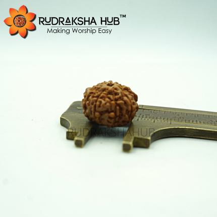 9 मुखी रुद्राक्ष (इंडोनेशियाई)