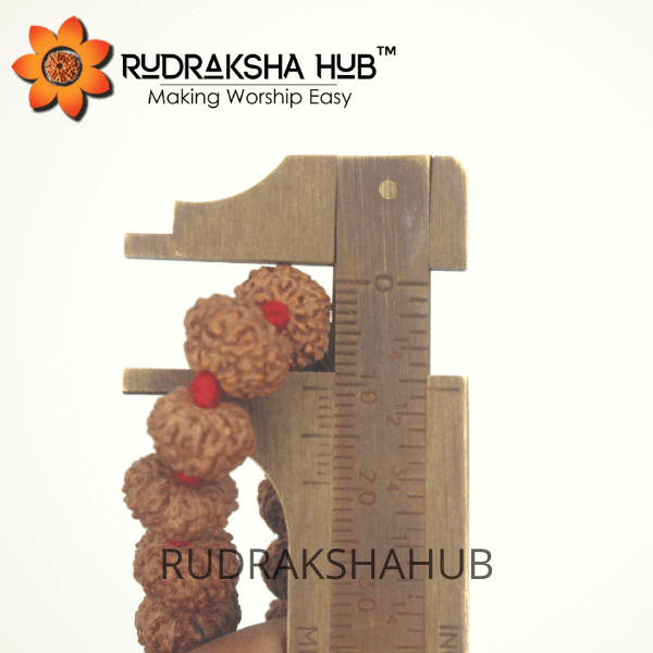 10 Mukhi Rudraksha Mala