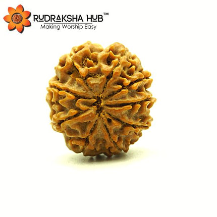 9 मुखी रुद्राक्ष (नेपाली)