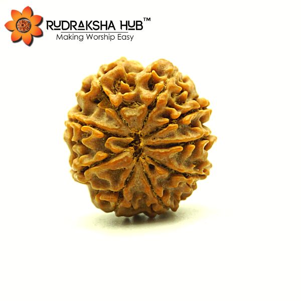 9 Mukhi Rudraksha (Nepali)