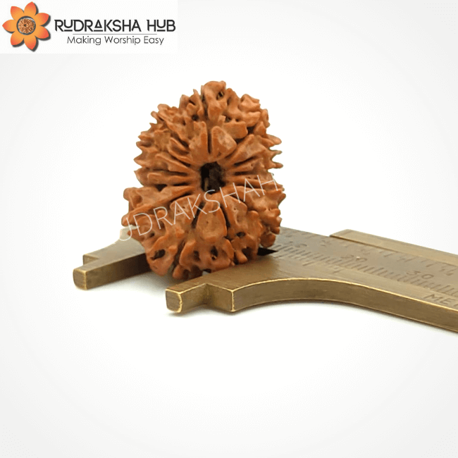 13 Mukhi Rudraksha