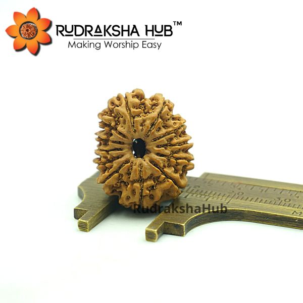 7 Mukhi Rudraksha / Mahalaxmi Bracelet - Nepal - 12 Beads | eBay