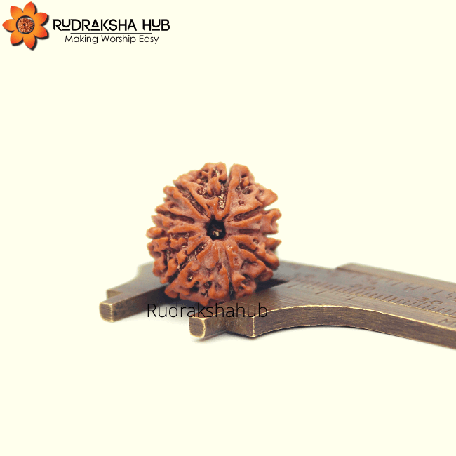 9 Mukhi Rudraksha